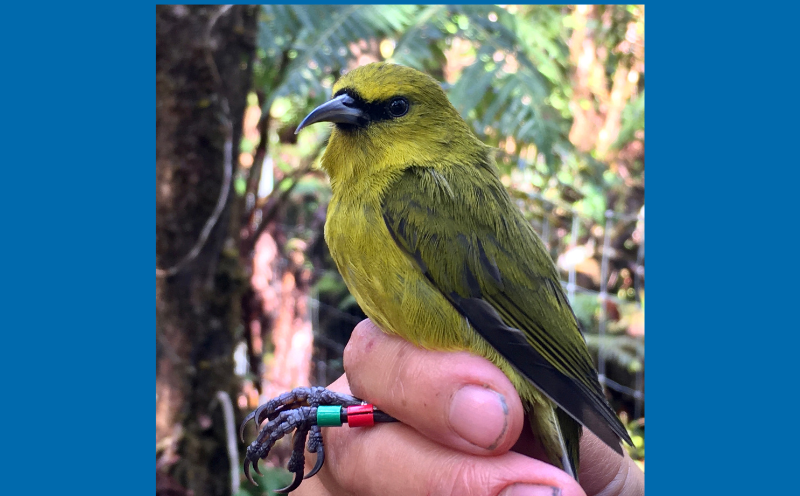 New study on avian malaria finds most of Hawaii’s birds contribute to deadly pathogen’s transmission