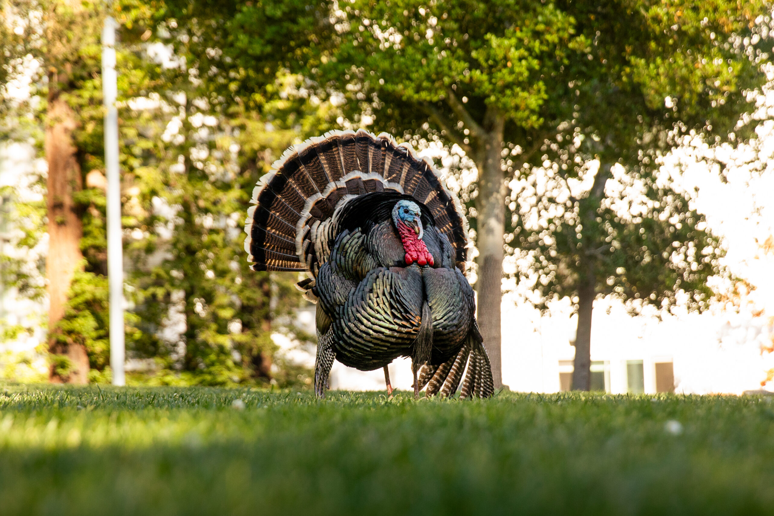 Campus turkey strutting his stuff