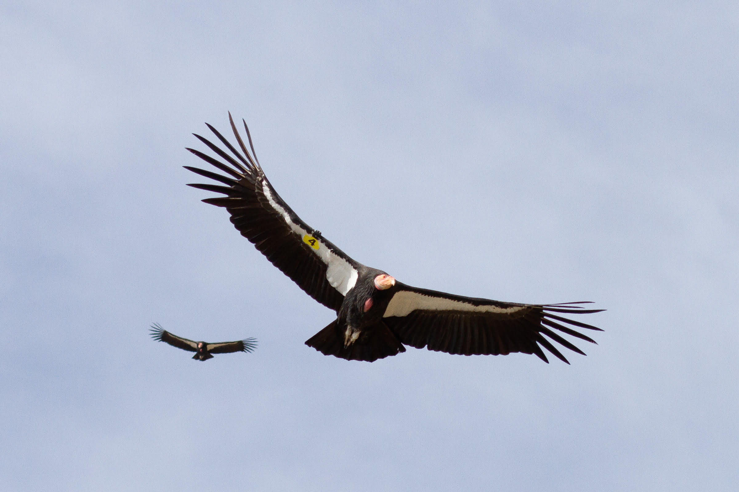 Two condors flying with wings spread