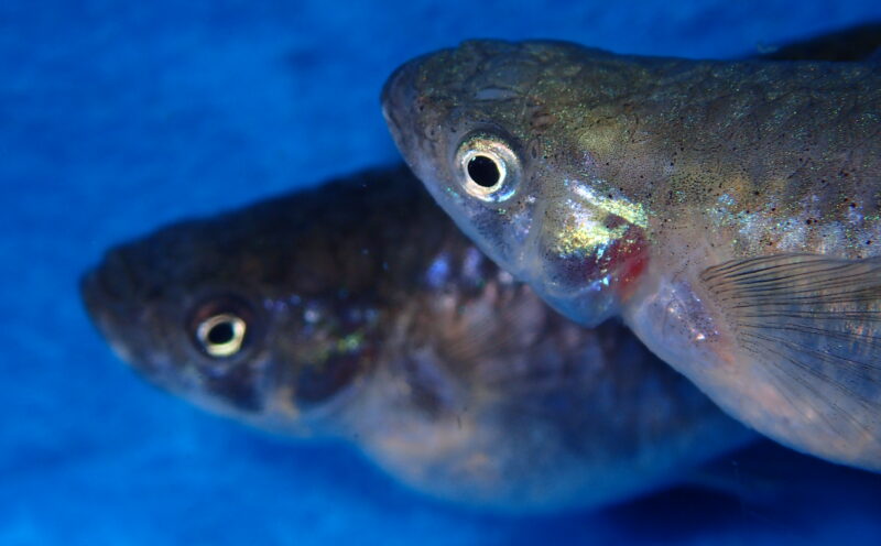 Does sexual harassment behavior matter for ecosystems?