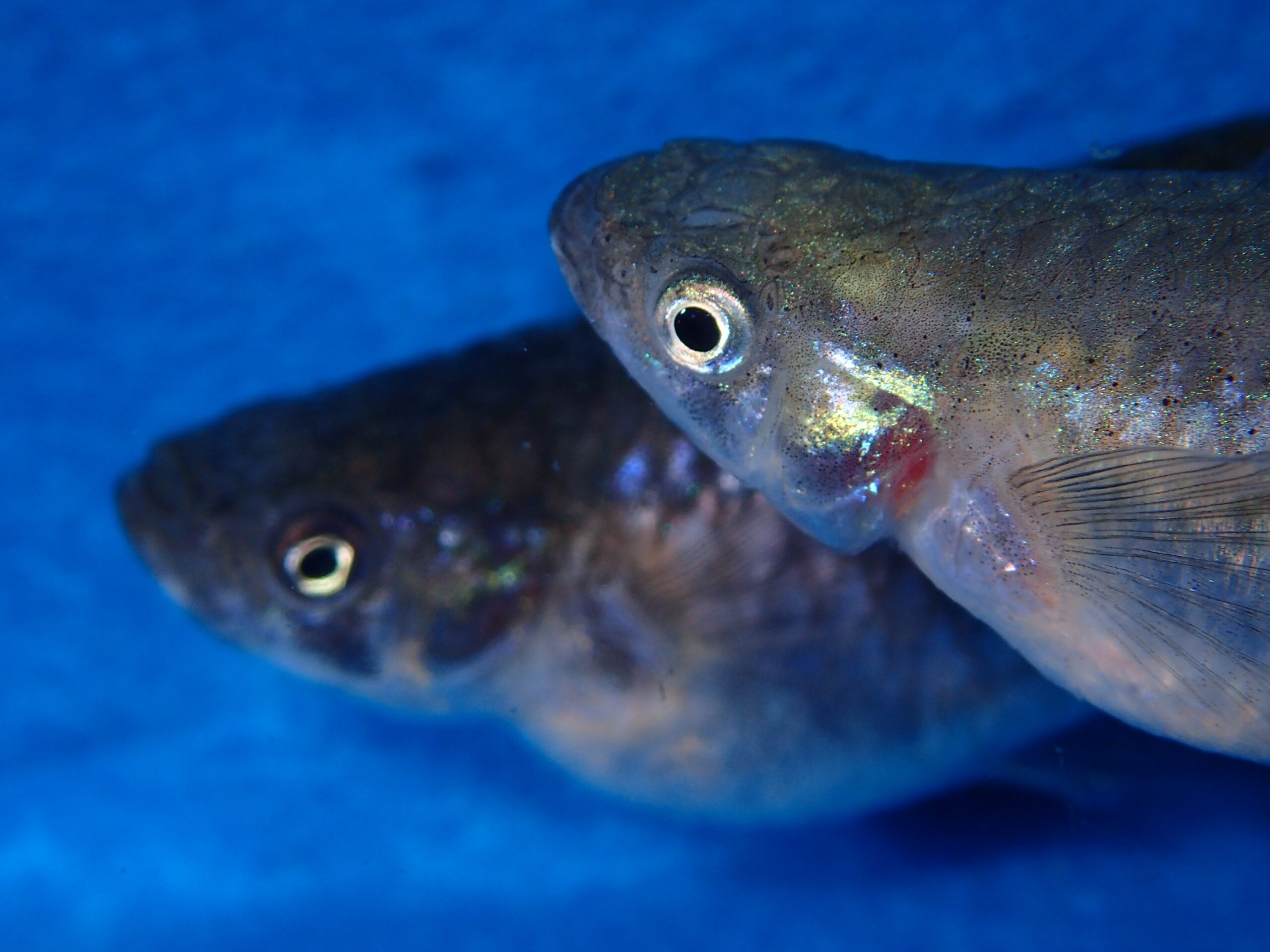 Closeup of two mosquitofish