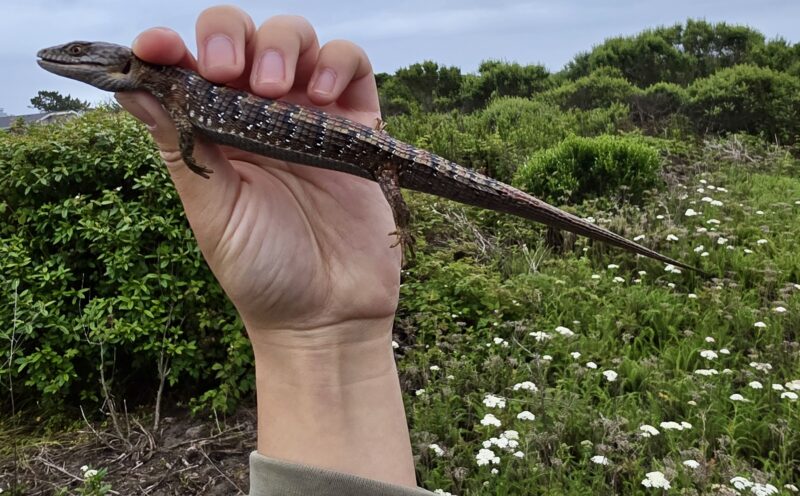 Over 5,000 biodiversity observations across more than 1,300 species equals first place in national competition