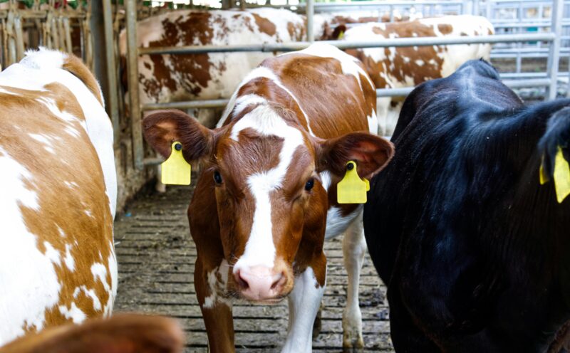 UC Santa Cruz establishes new Veterinary Medicine pathway through agreement with University of Bristol