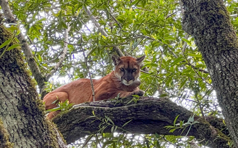 Coexisting with mountain lions