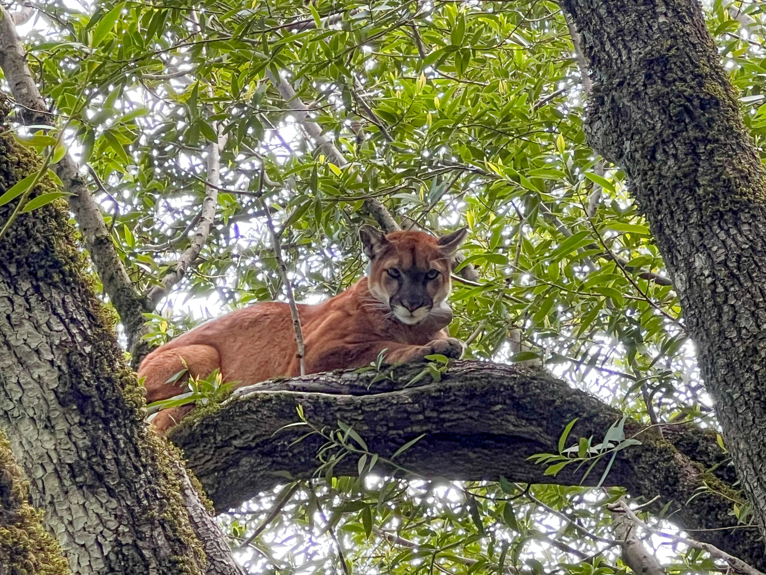 A puma sitting in a tree