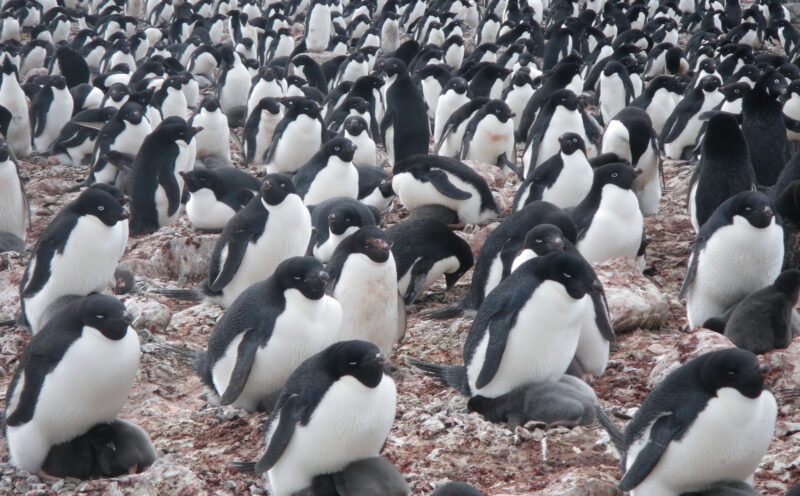 The color of penguin poo: Satellites reveal the chilling truth of global warming’s impact on an iconic polar species
