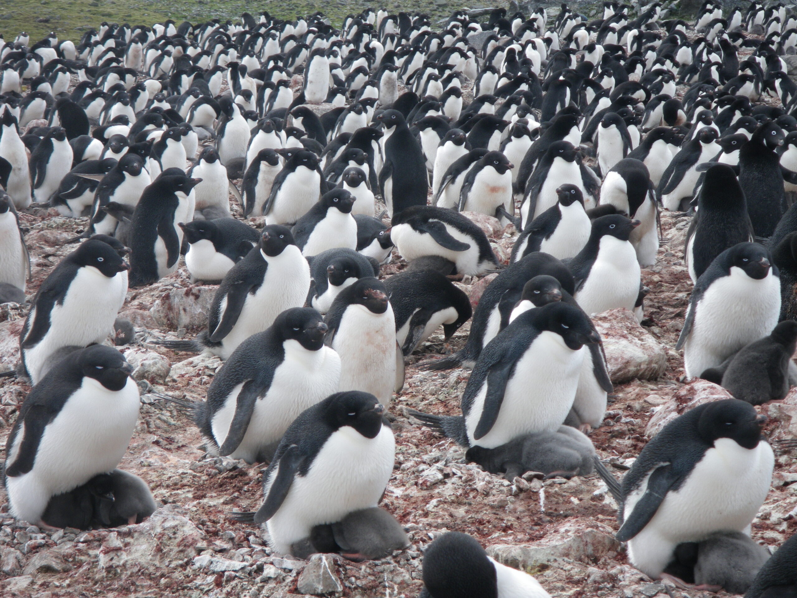 A vast colony of penguins, many on top of their hatchlings