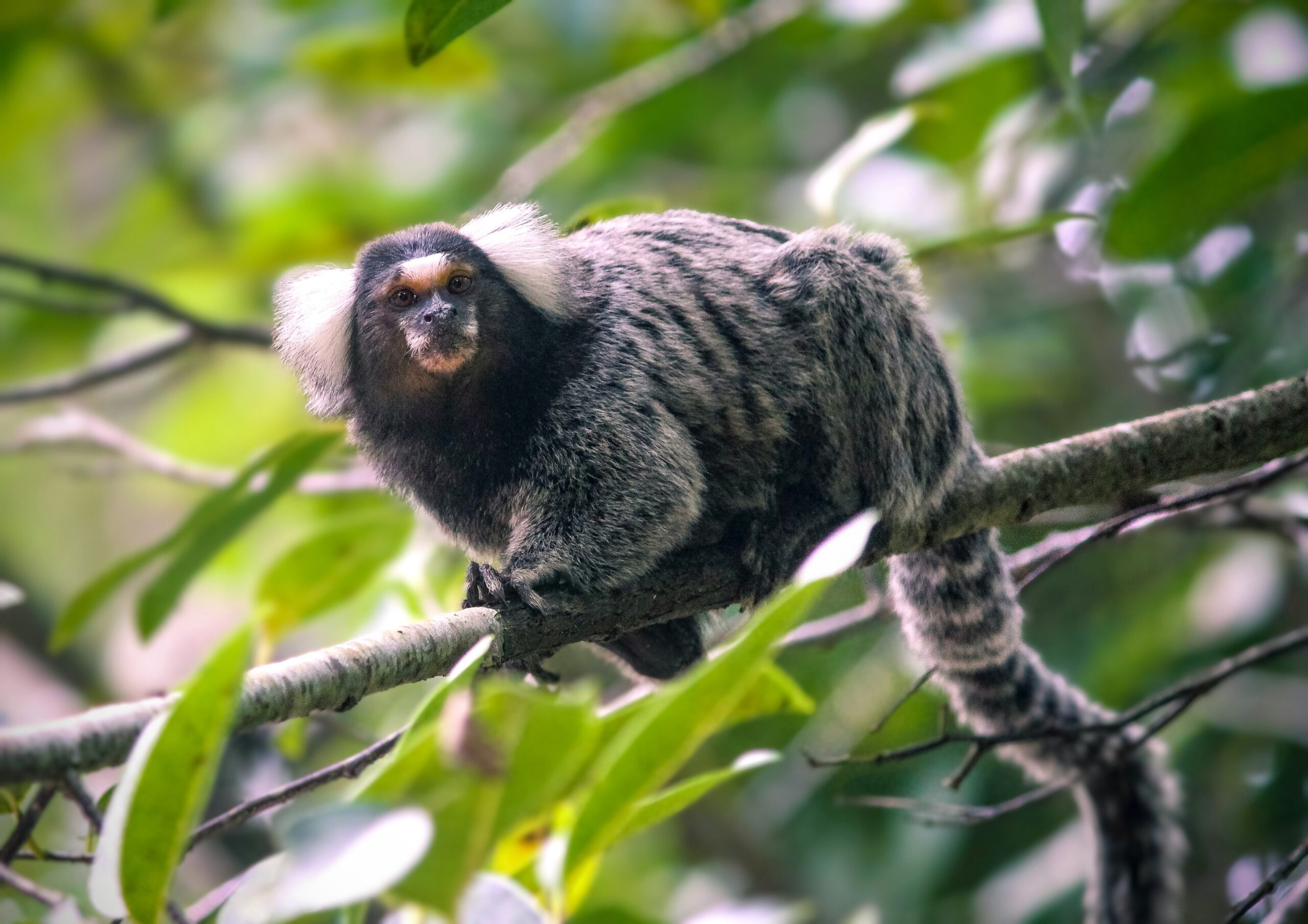 A common marmoset, a small grey monkey, sits on a branch