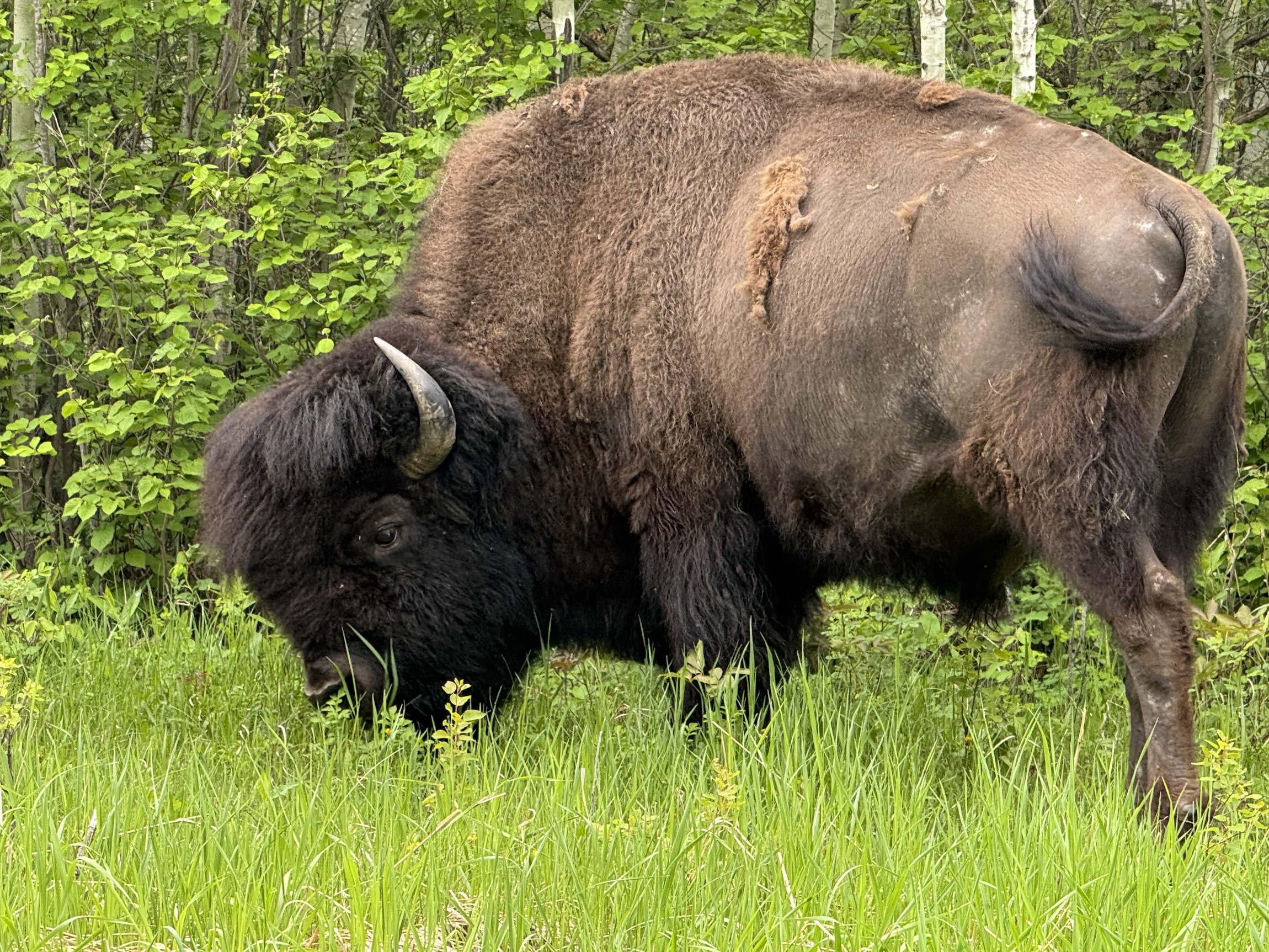 Single bison eating grass