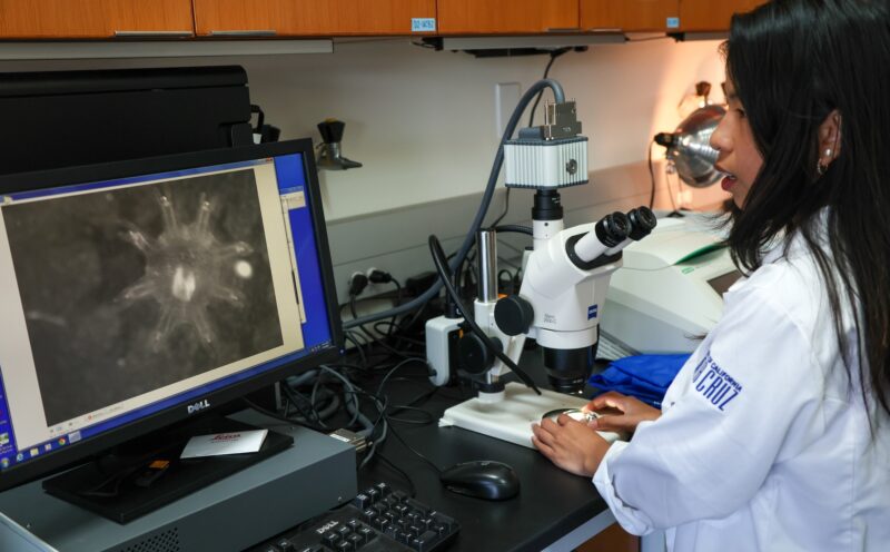 Understanding how jellyfish eyes first form and regenerate to reveal paths for new human therapies