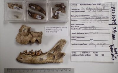 Teeth, jawbone, and other fragments displayed on a table