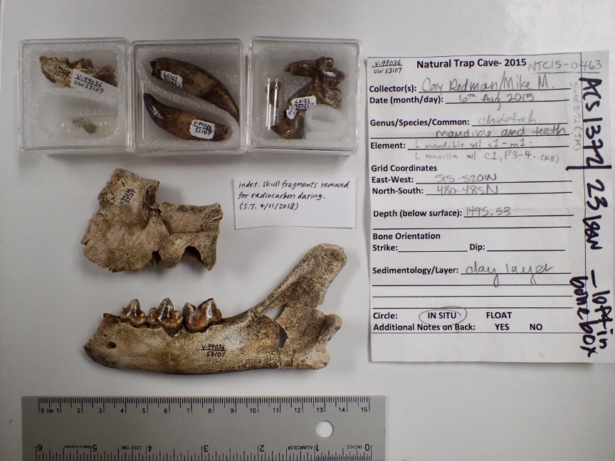 Teeth, jawbone, and other fragments displayed on a table