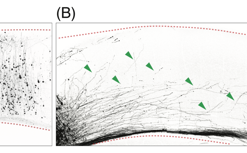 How the visual cortex wires itself: targeted from the start, refined over time