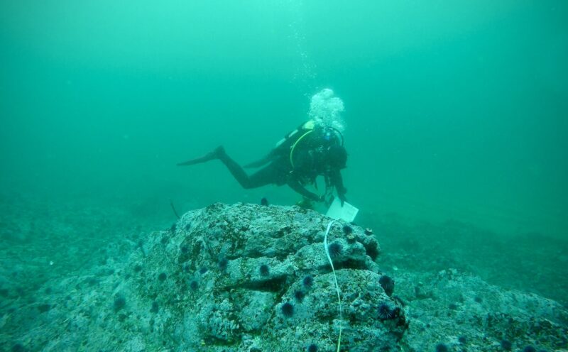 UC Santa Cruz researchers launch real-time study on kelp resilience as a super El Niño unfolds
