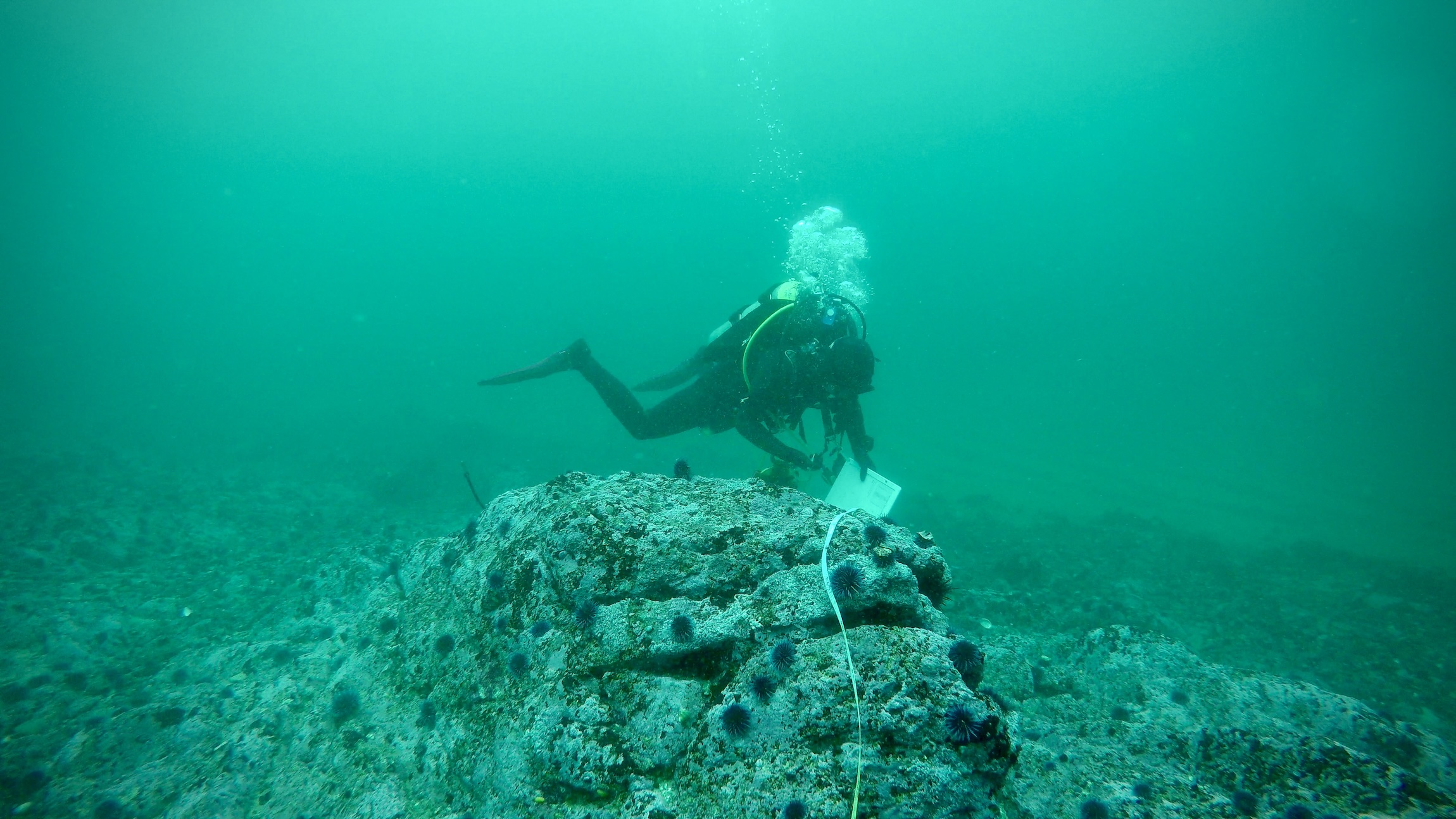 SCUBA diver underwater above barren seafloor
